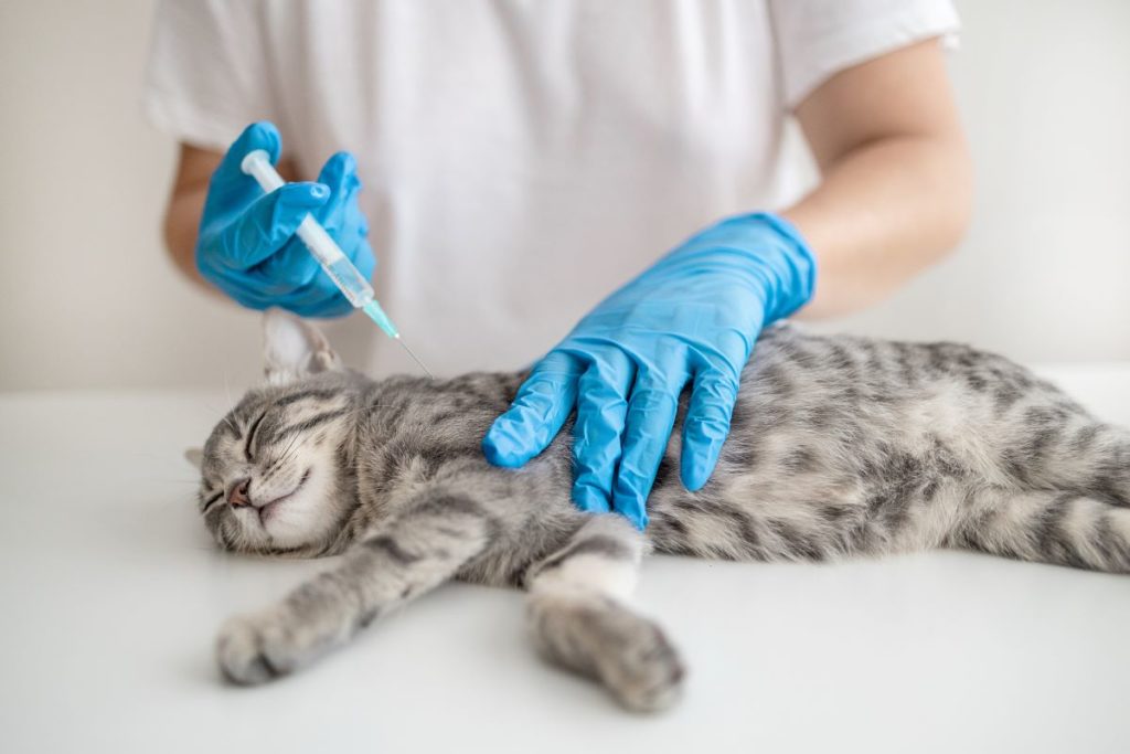 Als man ihre Katze hatte einschläfern müssen …