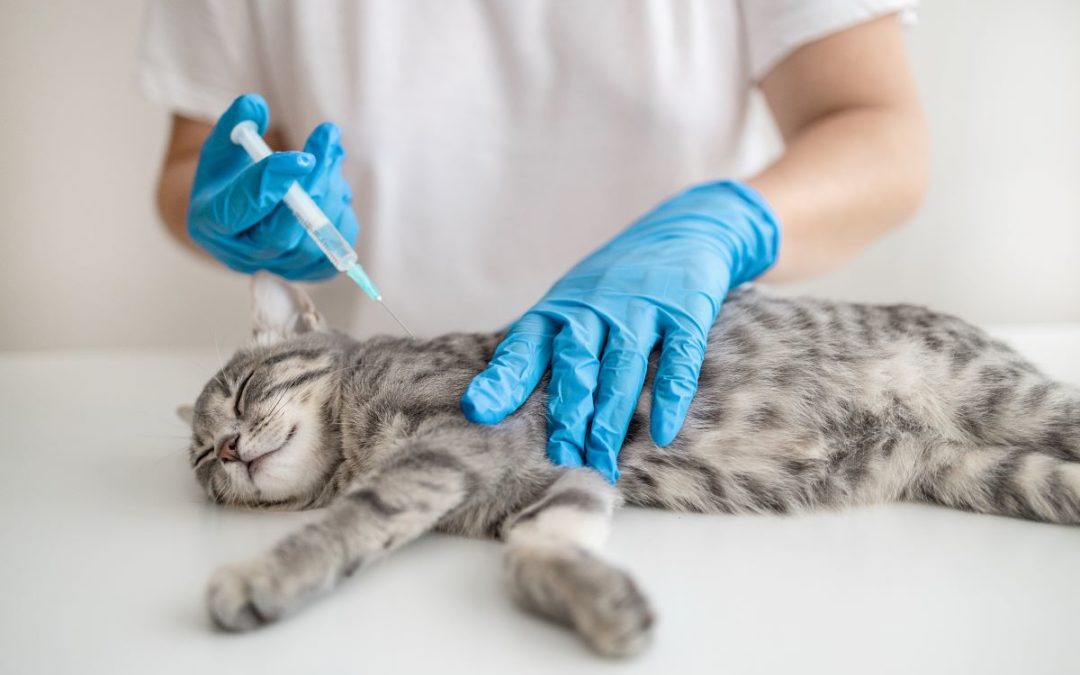Als man ihre Katze hatte einschläfern müssen …
